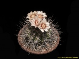 Gymnocalycium mazanense 309